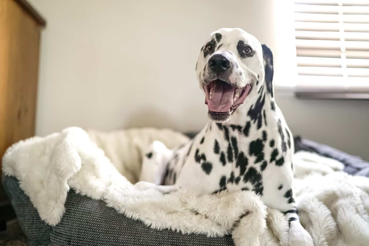 best dog food for dalmatians