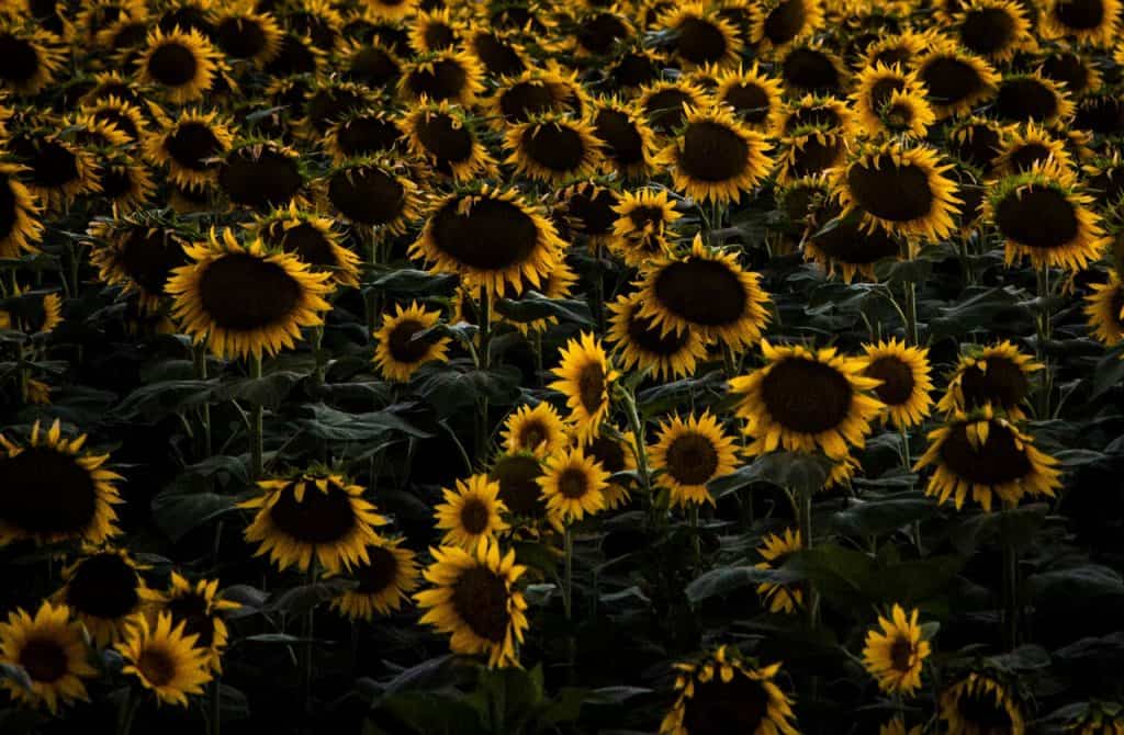 Sunflowers