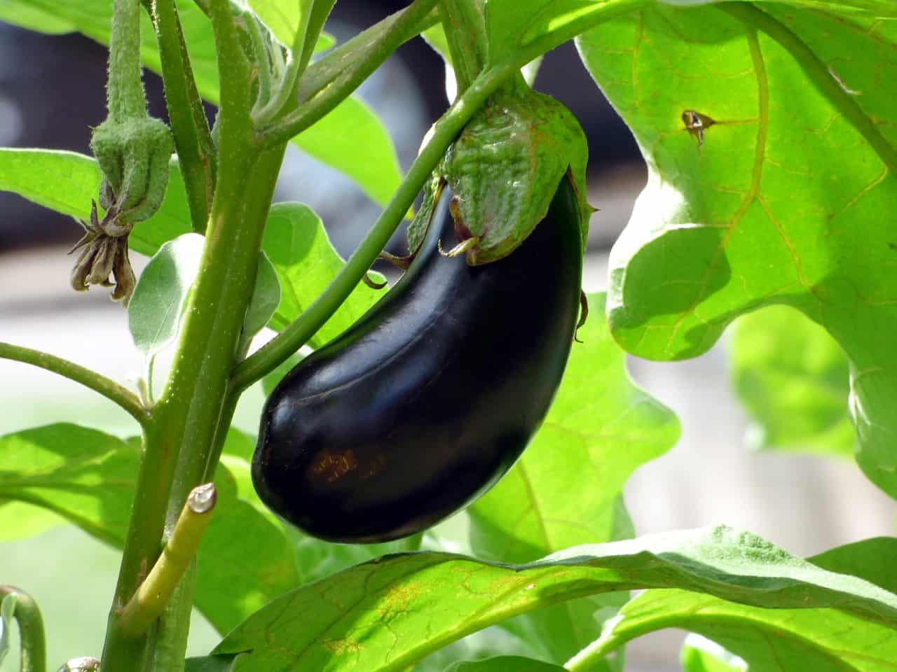 is fried eggplant good for dogs