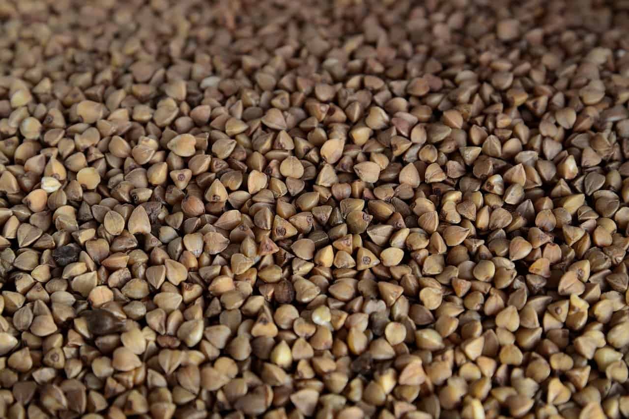 can dogs have buckwheat