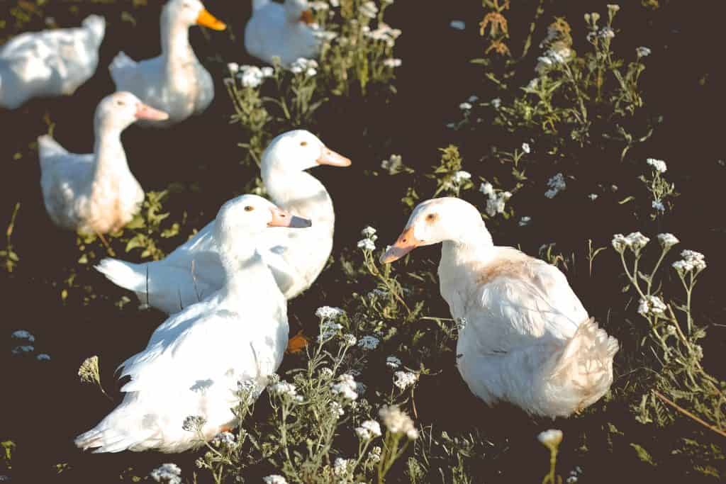 Duck Dog Food for Allergies A Comprehensive Guide to Relief Duck Dog Food for Allergies A Comprehensive Guide to Relief