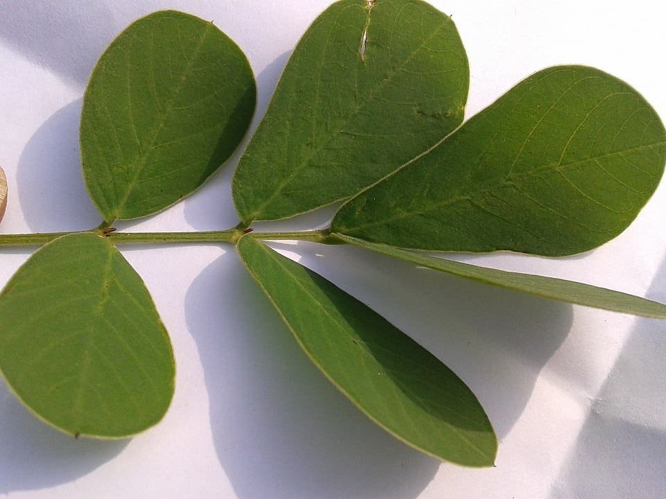 Cassia Gum Plant